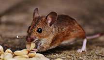 24 Hour & Emergency Exterminators in Tarawa Tr, NC